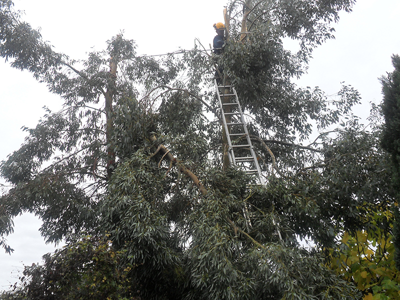 Chainsawing tree into manageable sizes.