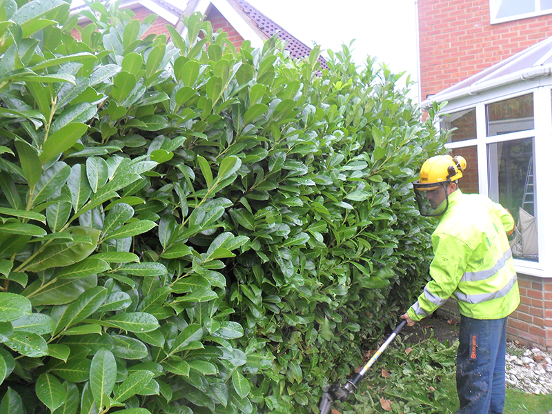 Hedge cutting in progress.