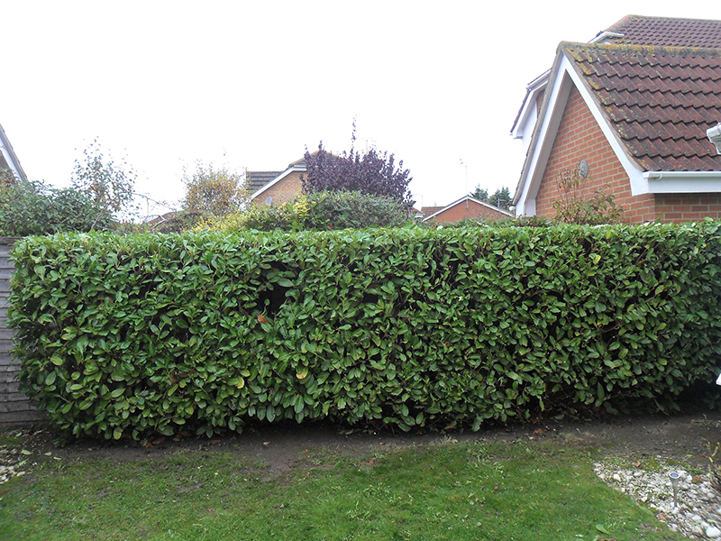 Laurel hedge complete.