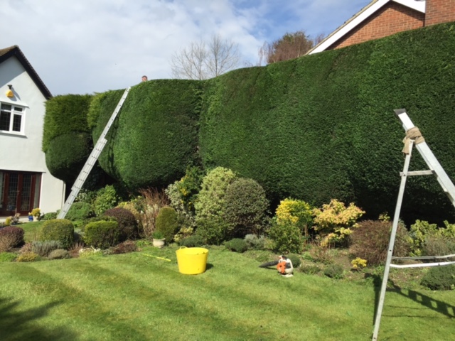 Hedge cutting and shrubbery shaping